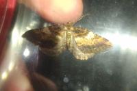 Earophila badiata