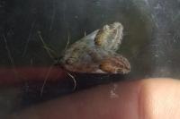 Chesias rufata rufata