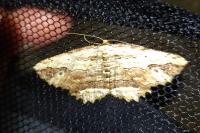 Menophra abruptaria