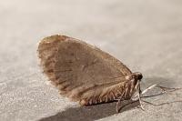 Operophtera brumata