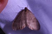 Operophtera brumata