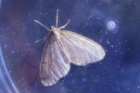 Operophtera brumata