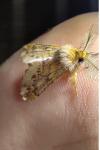 Ptilophora plumigera