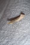 Plutella xylostella