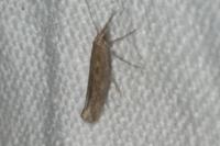 Plutella xylostella