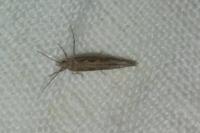 Plutella xylostella