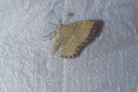 Euchoeca nebulata