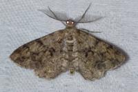 Peribatodes secundaria