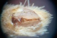 Epirrita christyi