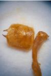 Epirrita christyi