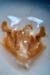 Amphipoea oculea