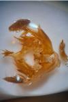 Mesapamea secalis