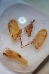 Eilema caniola