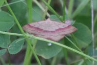 Rhodostrophia vibicaria