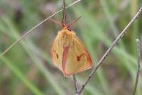 Diacrisia sannio