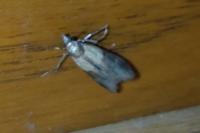 Plodia interpunctella