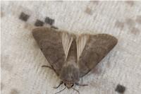 Caradrina gilva