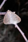 Theria primaria