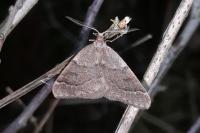 Theria rupicapraria