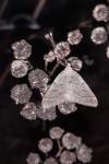 Theria rupicapraria