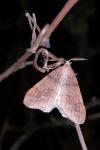 Phigaliohybernia marginaria