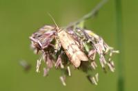 Homoeosoma sinuella
