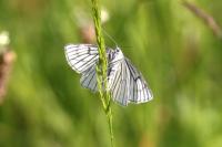 Siona lineata
