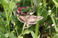 Autographa gamma