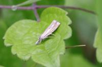 Chrysoteuchia culmella