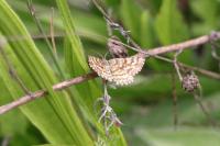 Ematurga atomaria