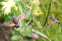 Macroglossum stellatarum