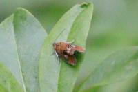 Olethreutes arcuella
