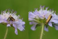 Nemophora metallica