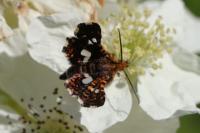 Thyris fenestrella