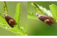 Dichrorampha petiverella