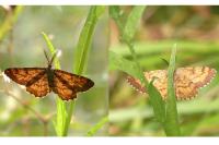 Ematurga atomaria