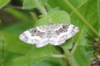Epirrhoe alternata