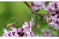 Nemophora metallica