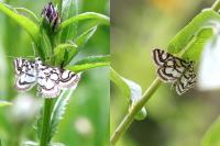 Nymphula nitidulata