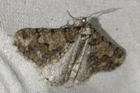 Agriopis leucophaearia