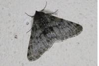 Phigalia pilosaria