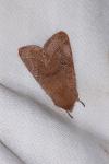 Orthosia cerasi