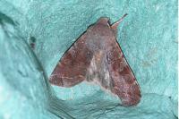 Orthosia incerta