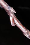 Acleris cristana