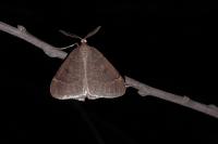 Theria primaria
