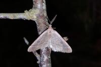 Theria primaria