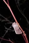 Orthosia incerta