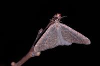 Theria primaria