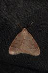 Theria rupicapraria