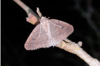 Theria primaria